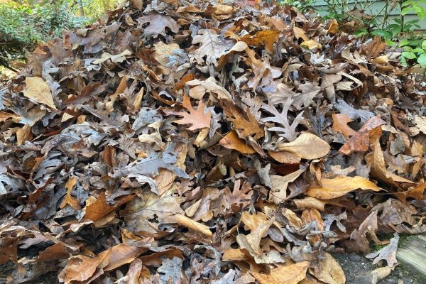 leaves for biofuel pellets