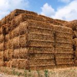 wheat straw for pellet fuel