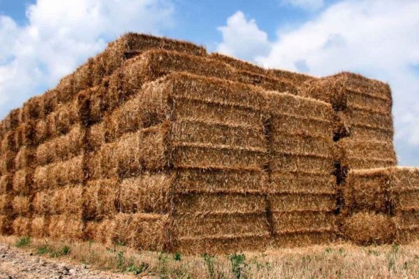 wheat straw for pellet fuel