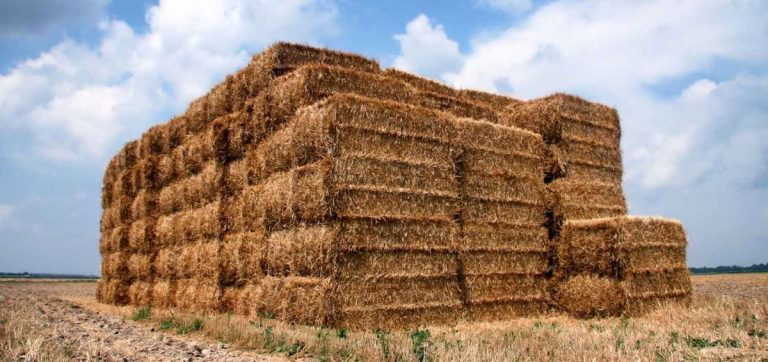 wheat straw for pellet fuel